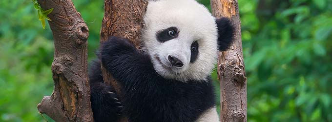 Panda algorithm Panda algorithm